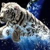 Тигр плещется в воде