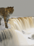 Леопард идет по краю водопада