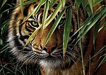 Тигр взирает на мир сквозь заросли травы