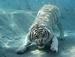 Тигр на дне водоема преследует свои цели