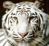 Белый тигр)