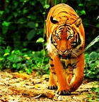 Тигр на опушкее