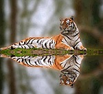 Тигр лезит на  суше и отражается в воде
