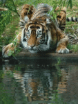 Тигр смотрит в воду