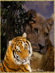 Тигр и львица