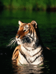Тигр в озере