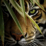Тигр в траве