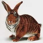 Заяц с окраской тигра
