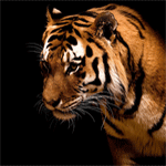 Красавец тигр