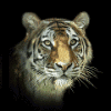 Рычащий тигр