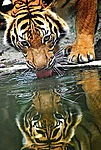 Тигр пьет воду, отражаясь в ней