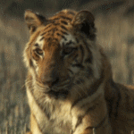 Моргающий тигр в траве