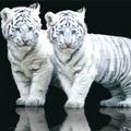 Тигрята альбиносы
