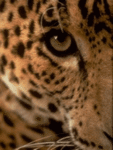 Леопард одним глазом изучает ситцацию