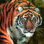Крадущийся в зарослях джунглей тигр