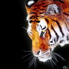 Тигр (13)