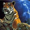 Тигр 2