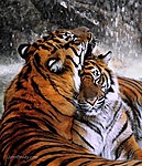 Хорошо тиграм вместе