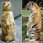 Кот и тигр. Братья!