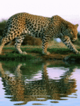 Красавец-леопард отражается в воде
