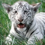 Маленький белый тигрёнок