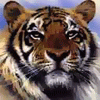 Тигр (14)