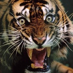 Разъярённый тигр
