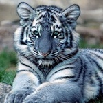 Маленький белый тигр