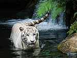 Белый тигр легко переходит реку