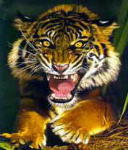 Тигр недоволен
