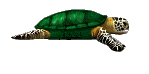  <b>Черепаха</b> с зеленым панцырем 