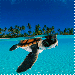 Черепаха плывет по океану, вдали виднеются пальмы