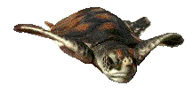 Заплыв черепахи