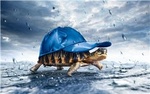 Черепаха спряталась от дождя под кепкой
