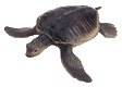 Плывущая черепаха