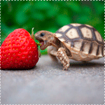 Маленькая черепаха хочет съесть большую красную клубнику