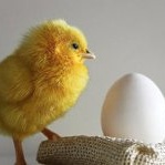 Маленький желтый цыпленок стоит околого белого яйца