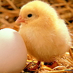 Желтый цыпленок стоит возле яйца